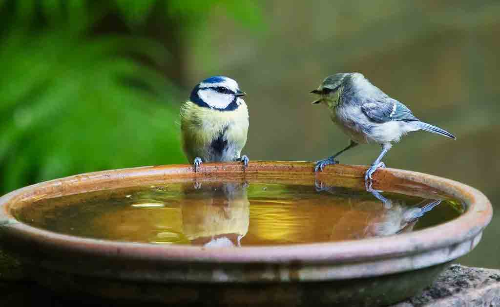 二羽の小鳥の写真