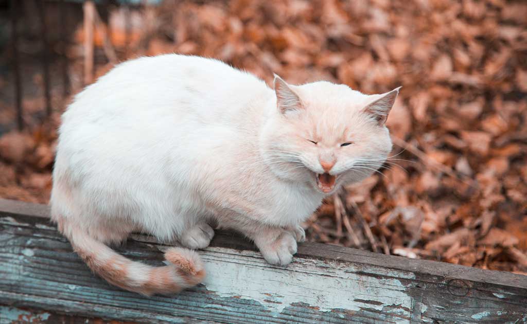 猫が顔をしかめる写真