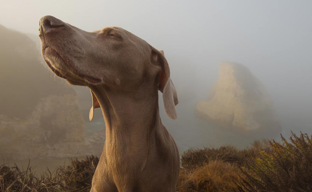 犬が香りを嗅ぐ顔の写真