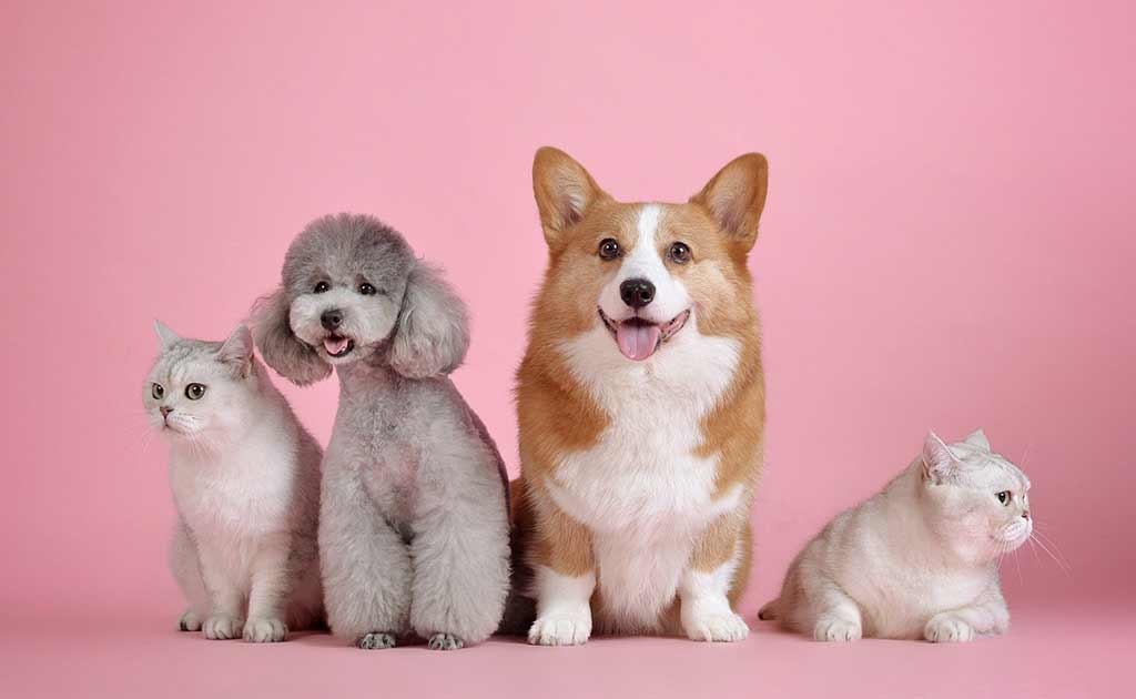 犬と猫の写真