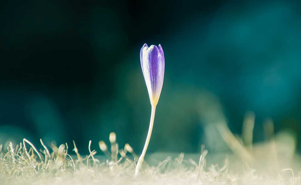 蕾の花の画像