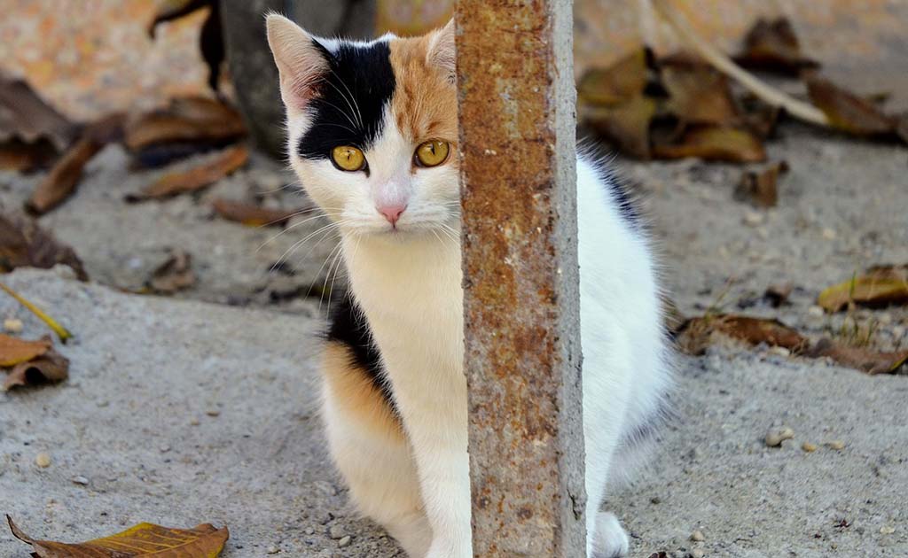 柱の影から覗く猫の画像